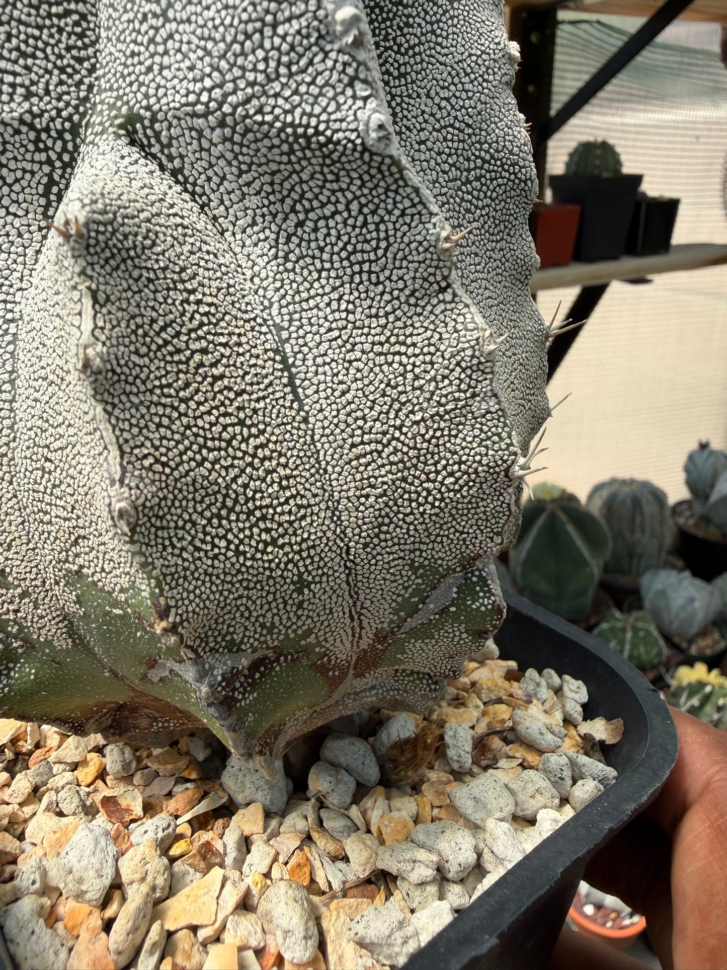 Astrophytum myriostigma Onzuka