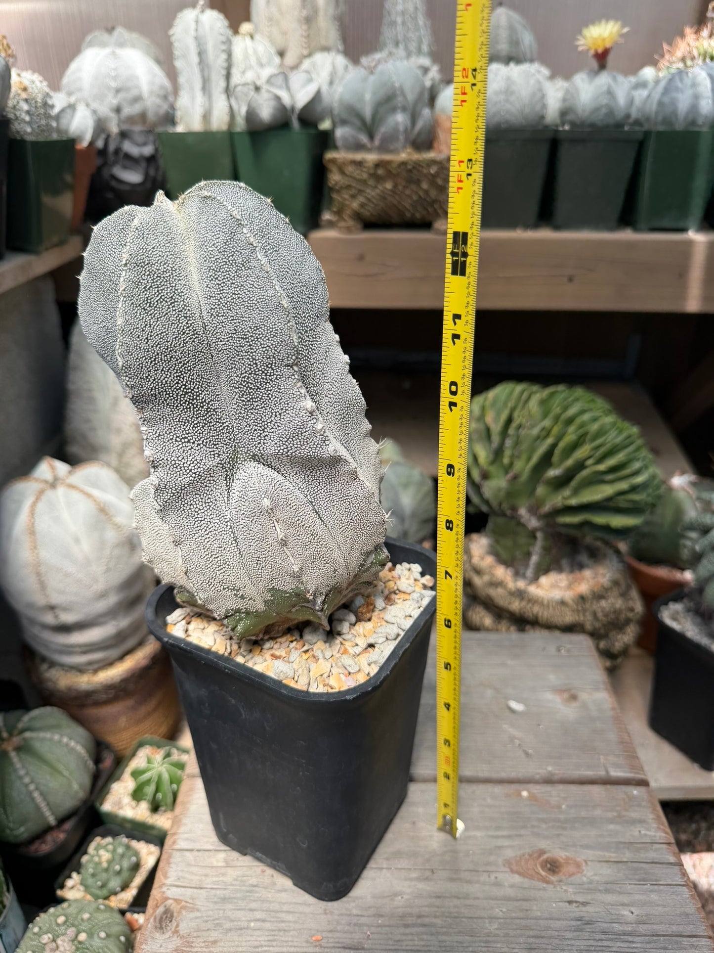 Astrophytum myriostigma Onzuka