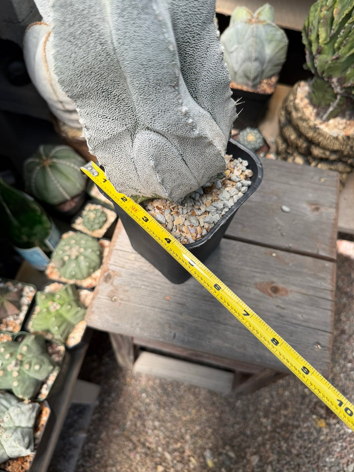 Astrophytum myriostigma Onzuka