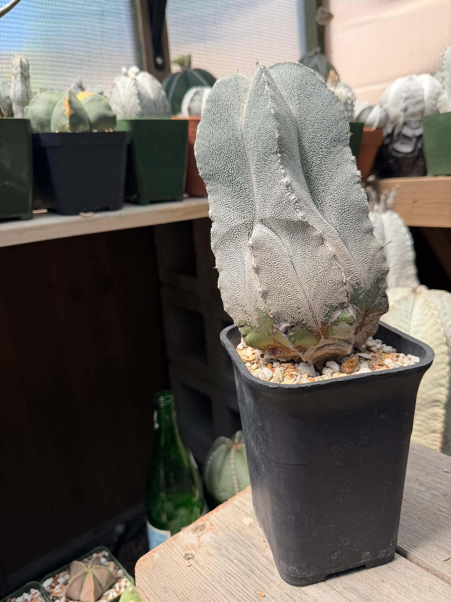 Astrophytum myriostigma Onzuka
