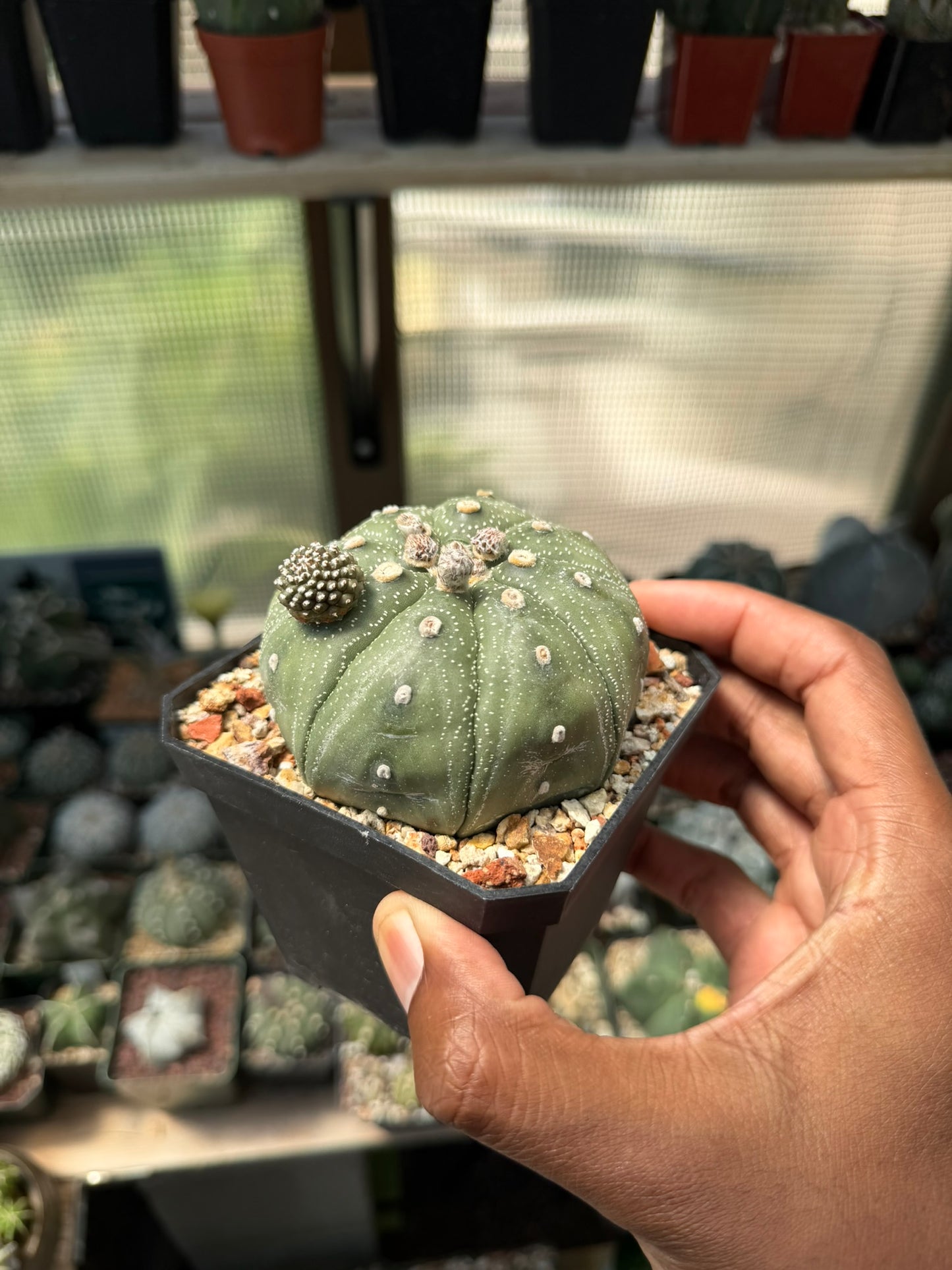 Astrophytum asterias