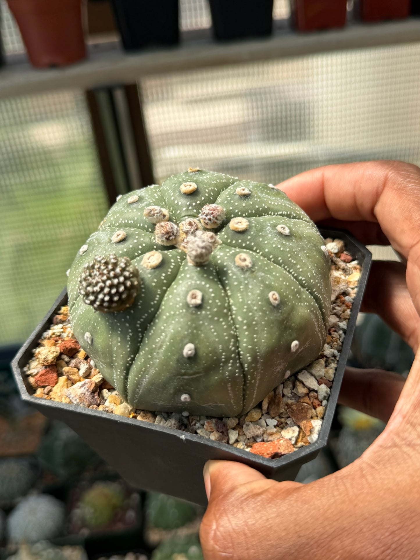 Astrophytum asterias