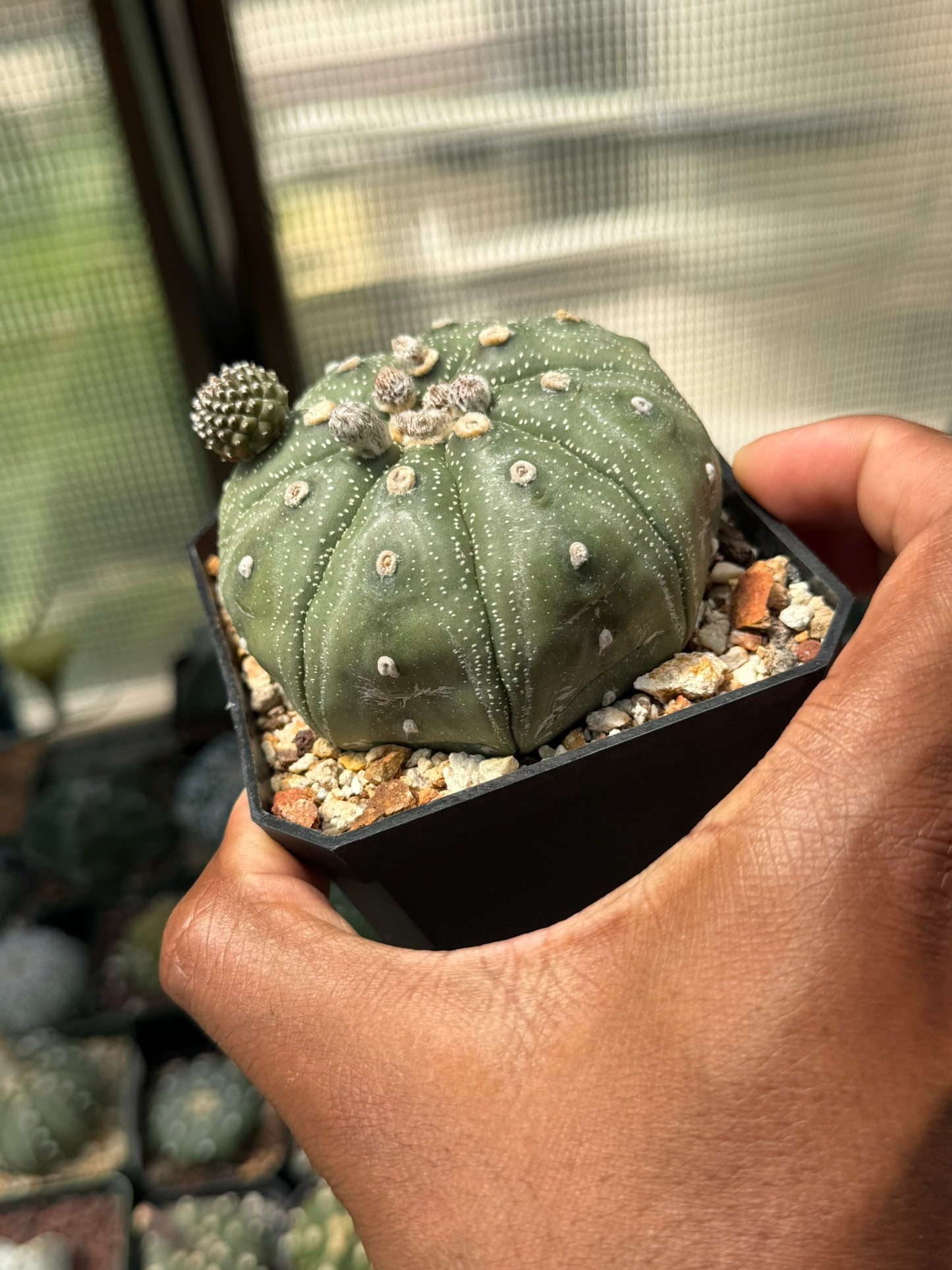 Astrophytum asterias