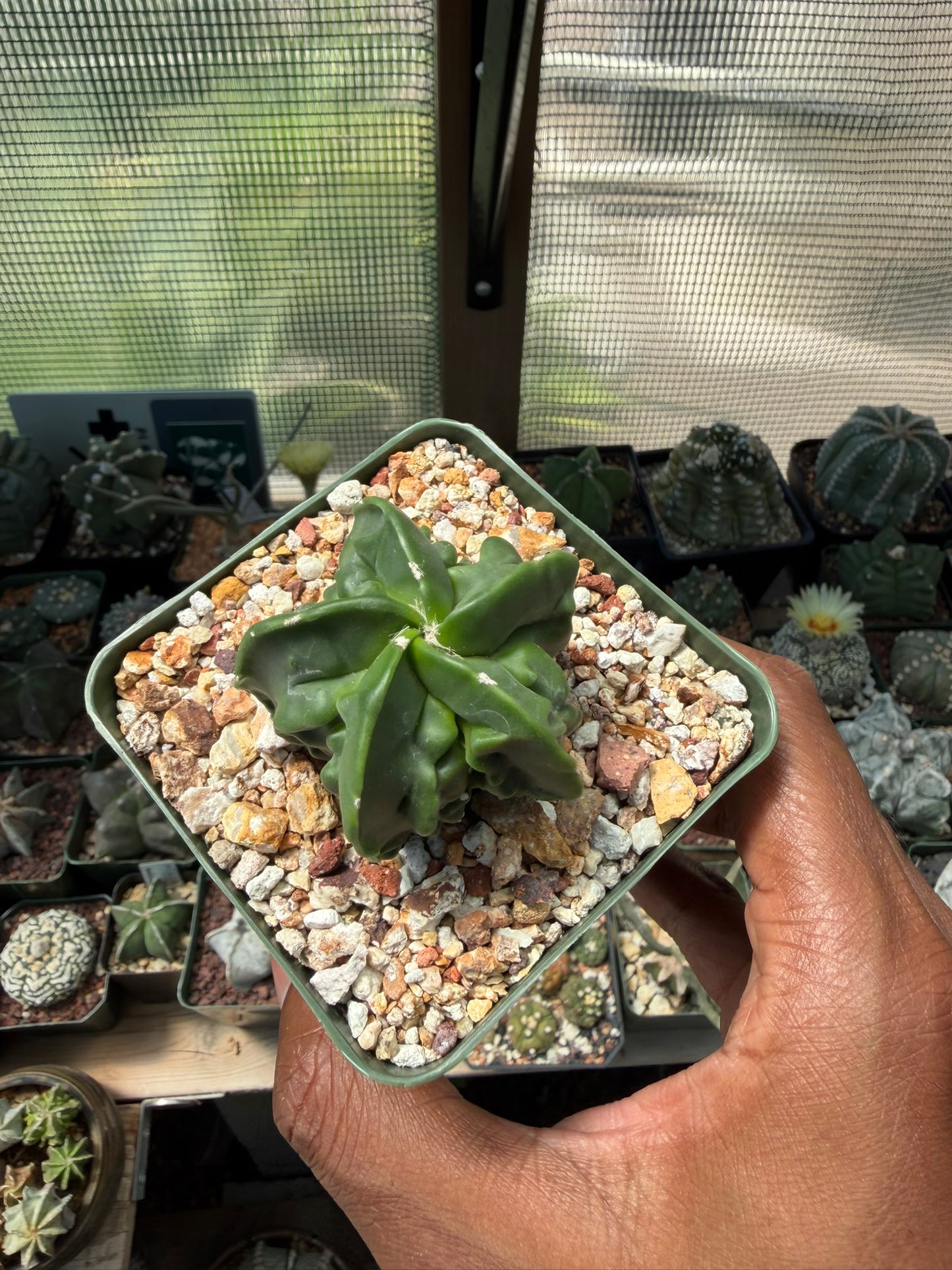 Astrophytum myriostigma Fukuryu nudum