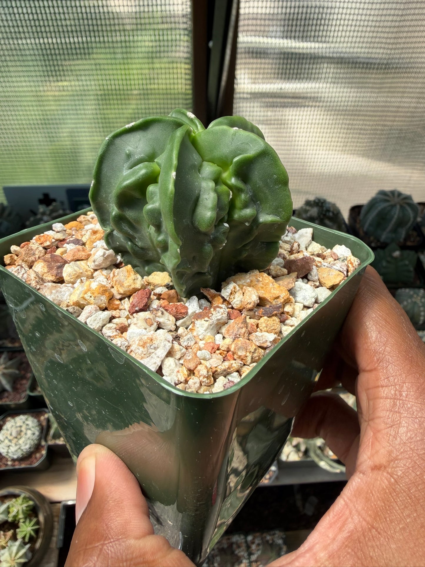Astrophytum myriostigma Fukuryu nudum