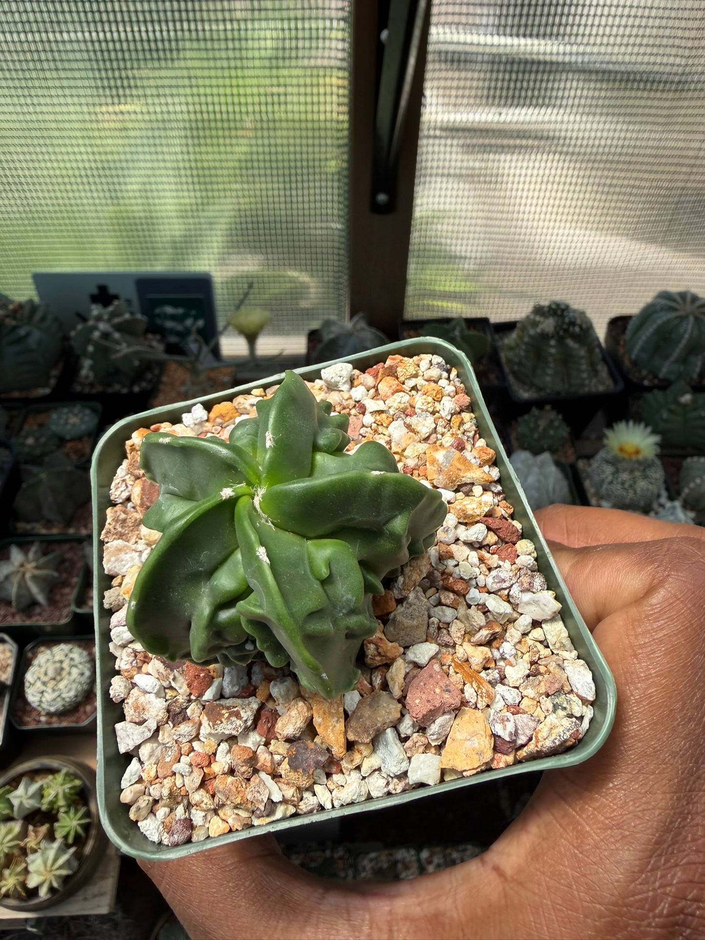 Astrophytum myriostigma Fukuryu nudum