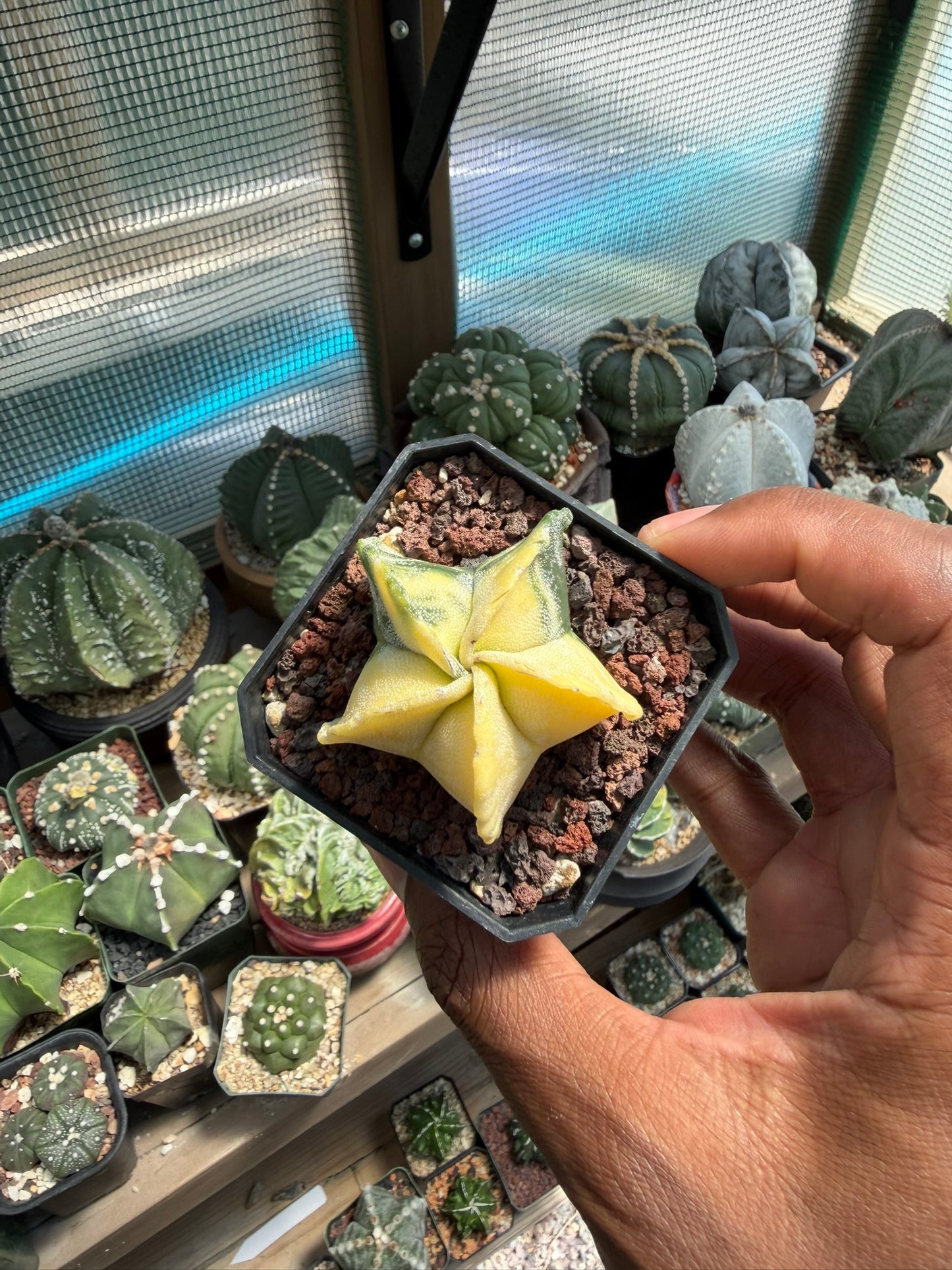 Astrophytum myriostigma Variegated