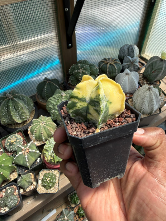 Astrophytum myriostigma Variegated