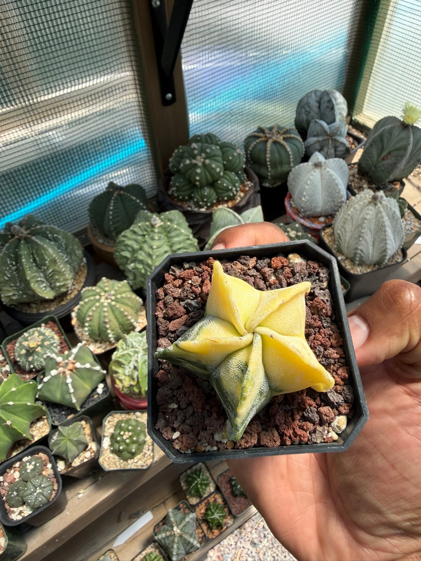 Astrophytum myriostigma Variegated