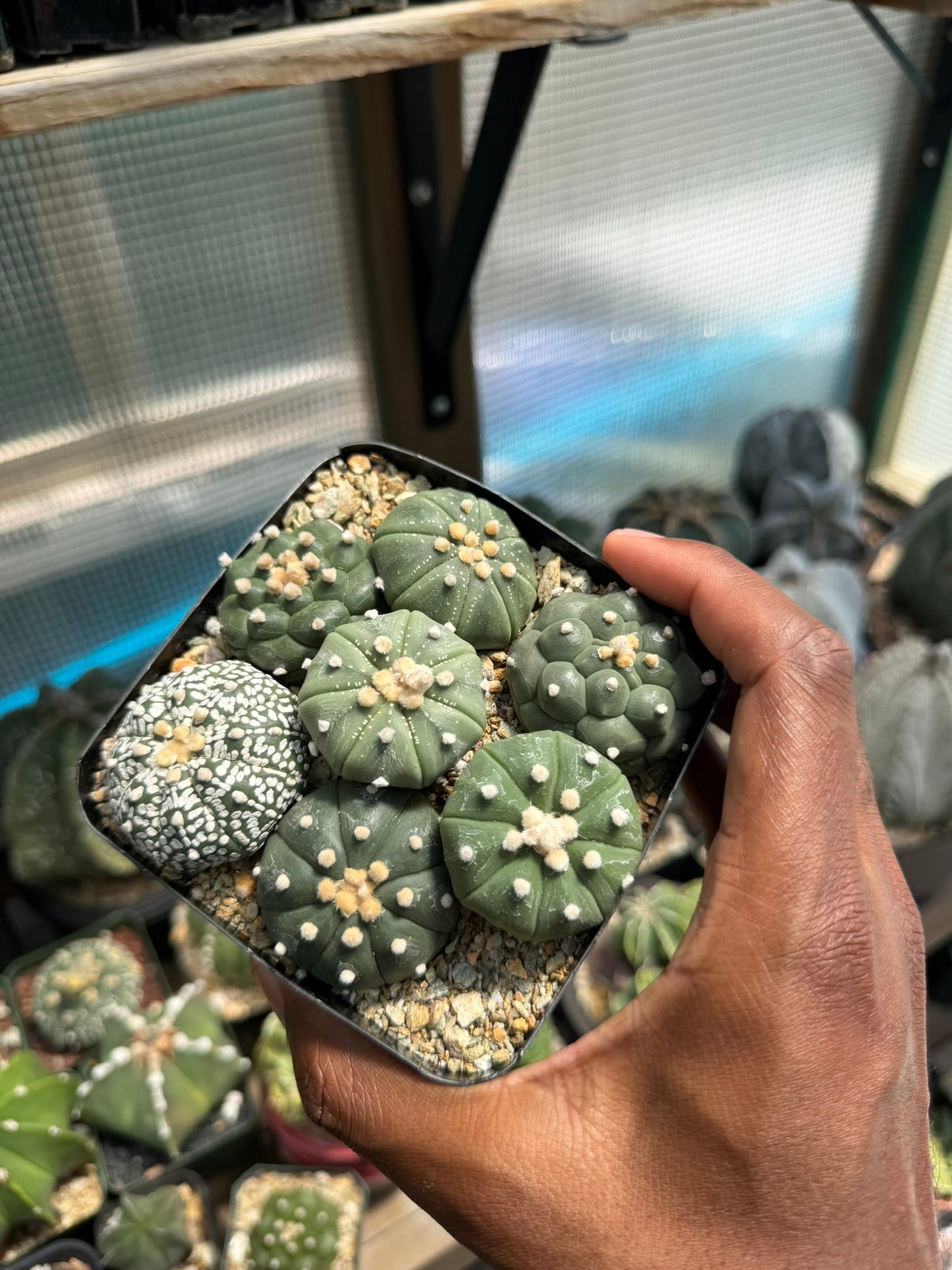 Astrophytum asterias Bundle!