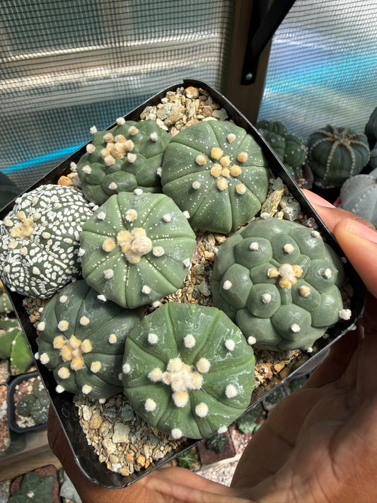 Astrophytum asterias Bundle!