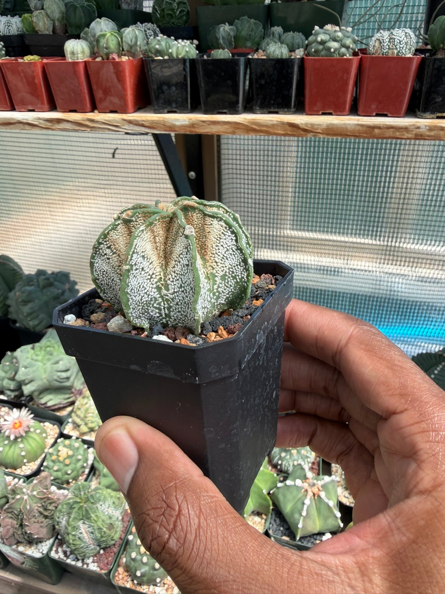 Astrophytum capricorne