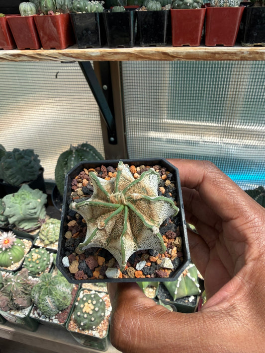 Astrophytum capricorne