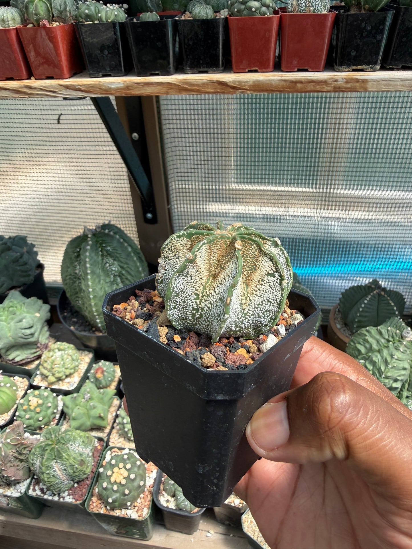 Astrophytum capricorne