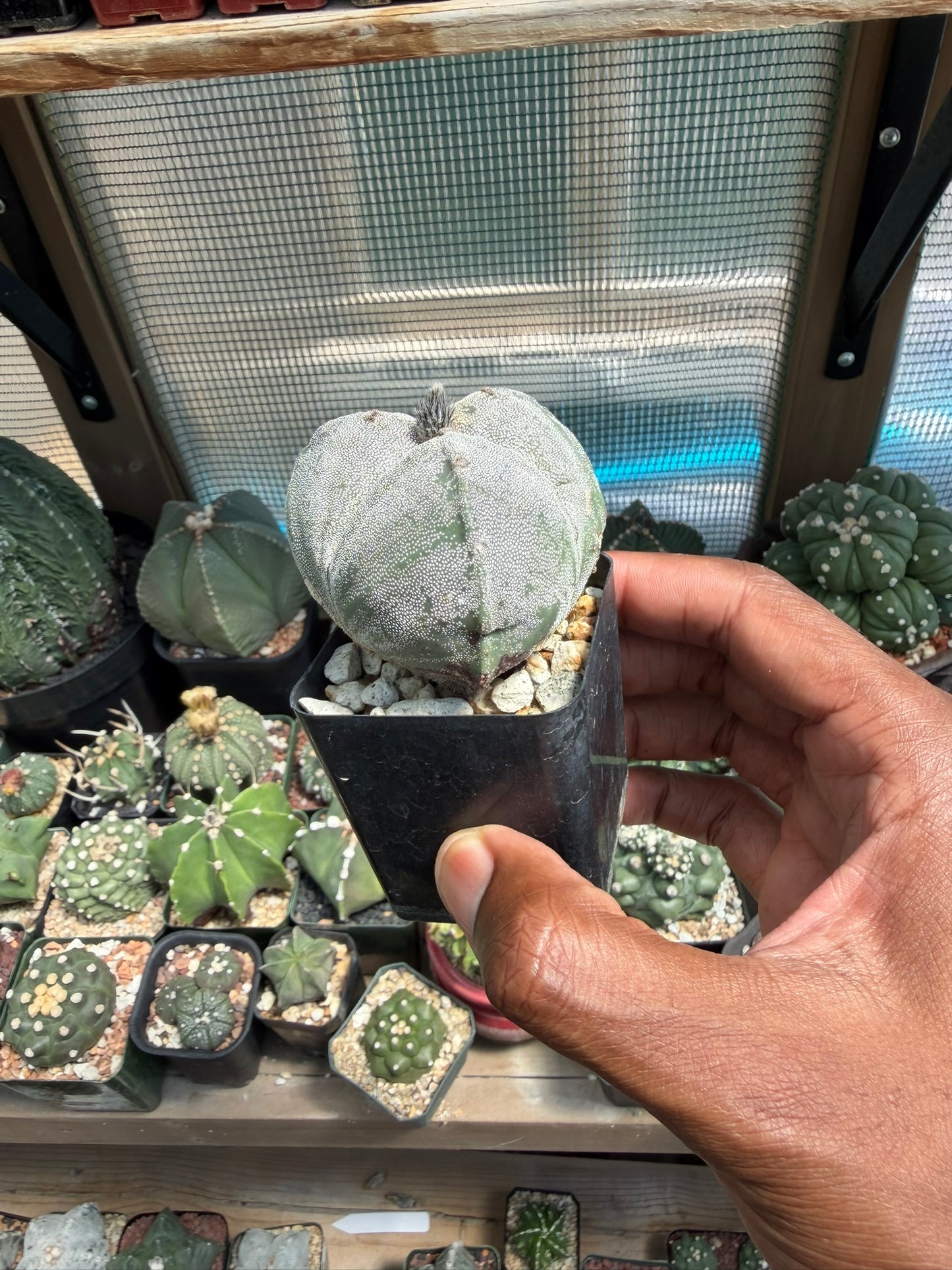 Astrophytum myriostigma tricostatum
