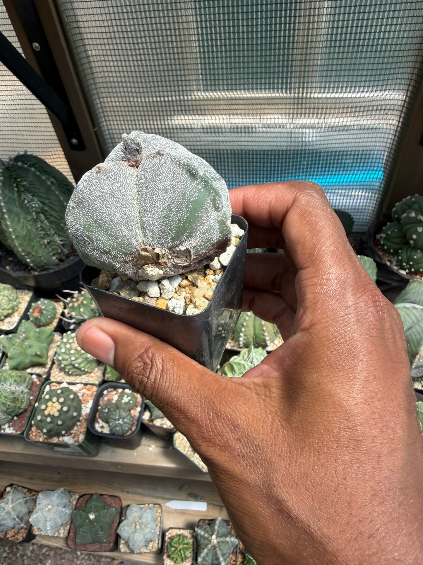 Astrophytum myriostigma tricostatum