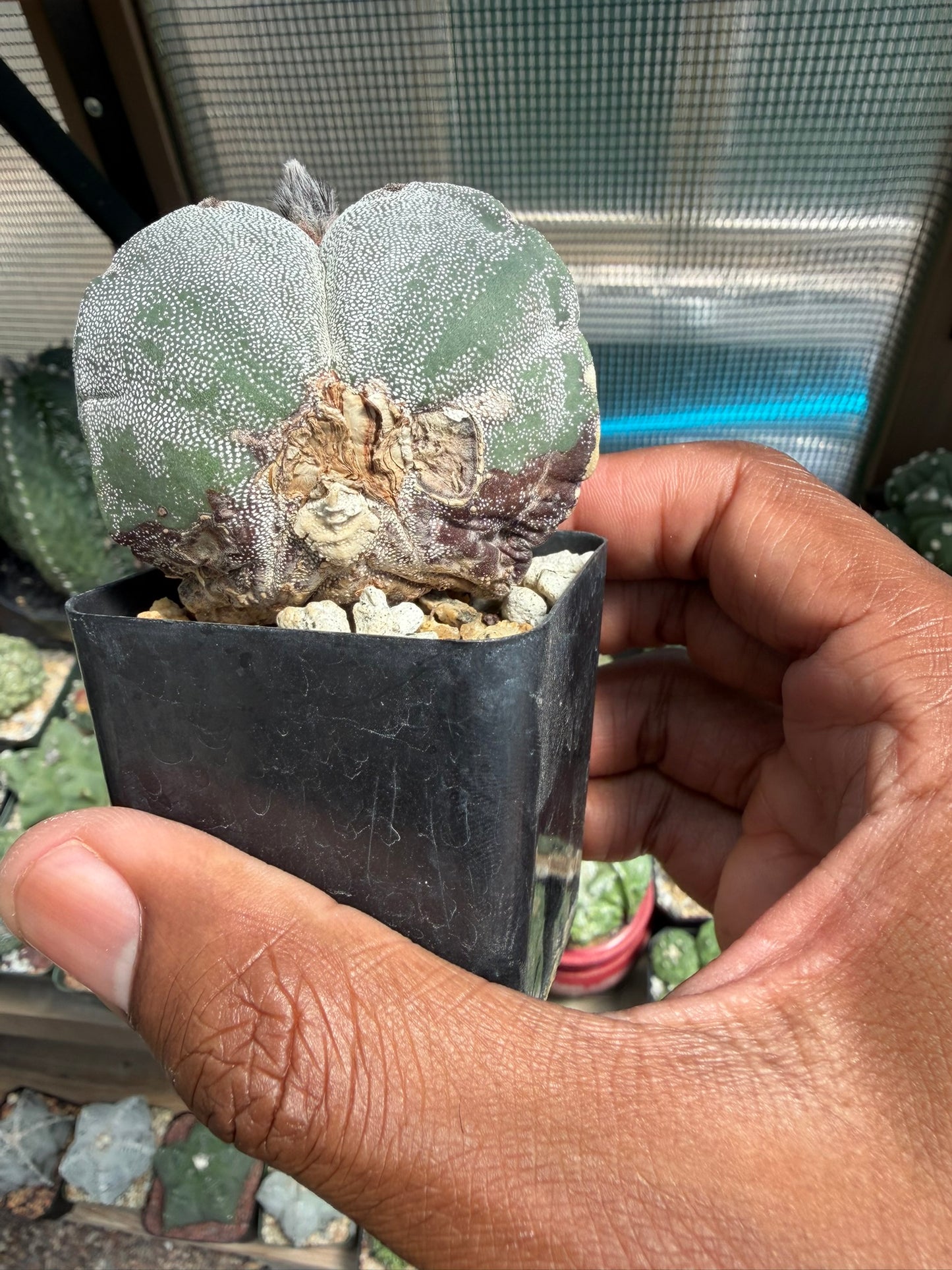 Astrophytum myriostigma tricostatum
