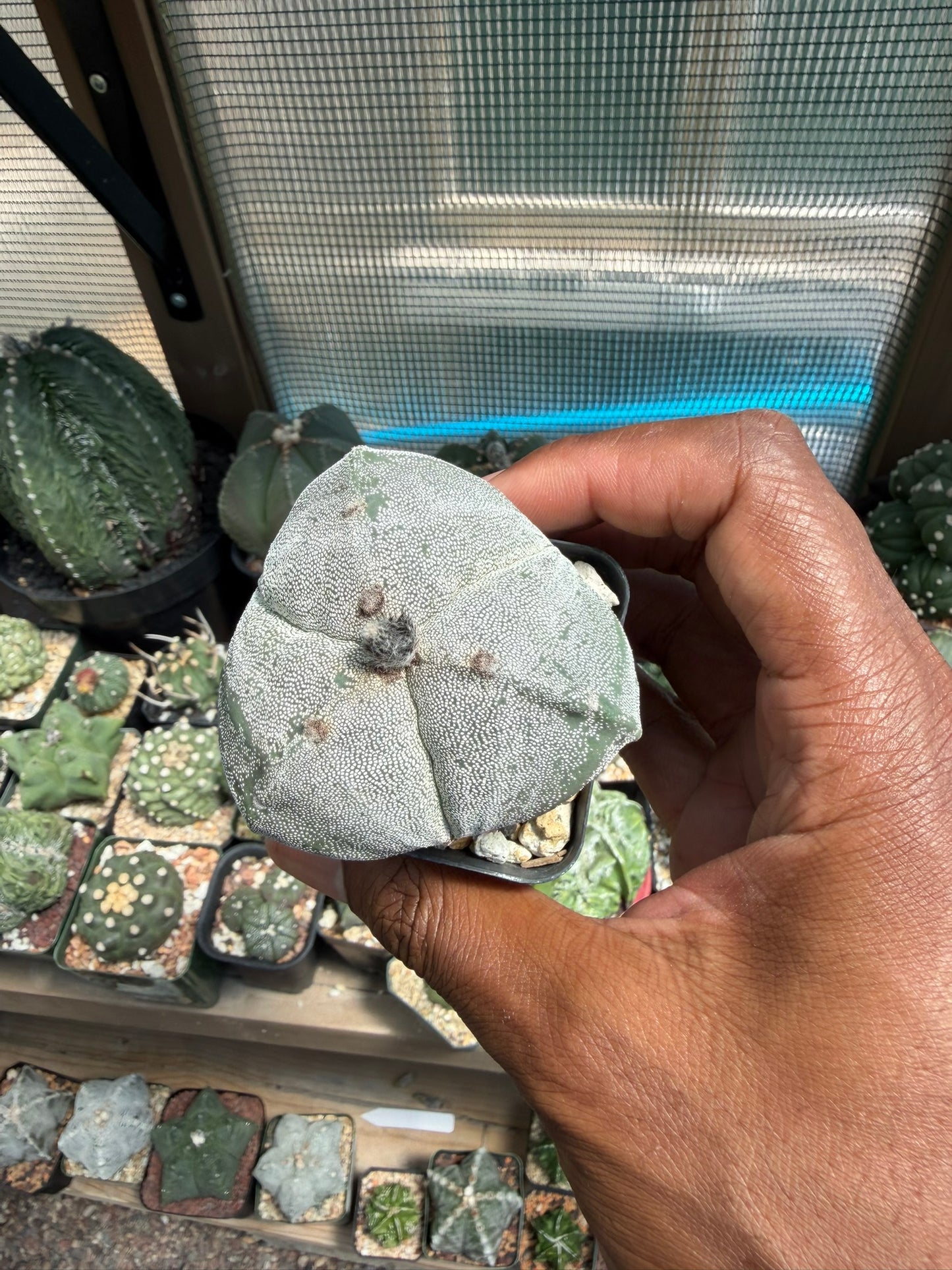 Astrophytum myriostigma tricostatum