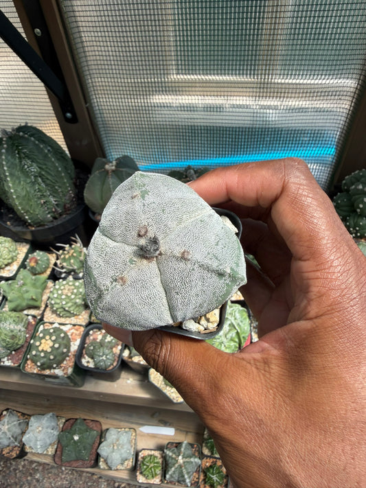 Astrophytum myriostigma tricostatum