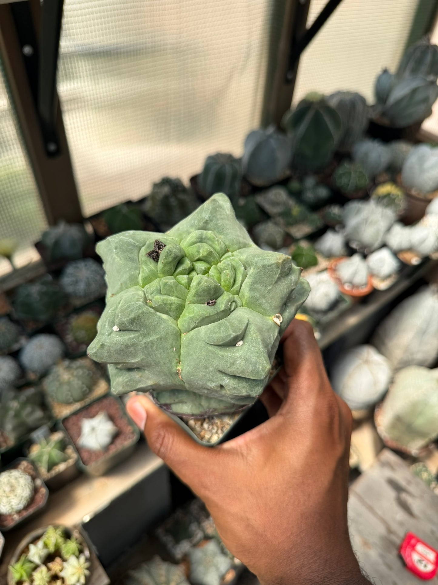 Astrophytum myriostigma Kikko Weirdo!