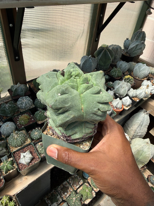 Astrophytum myriostigma Kikko Weirdo!