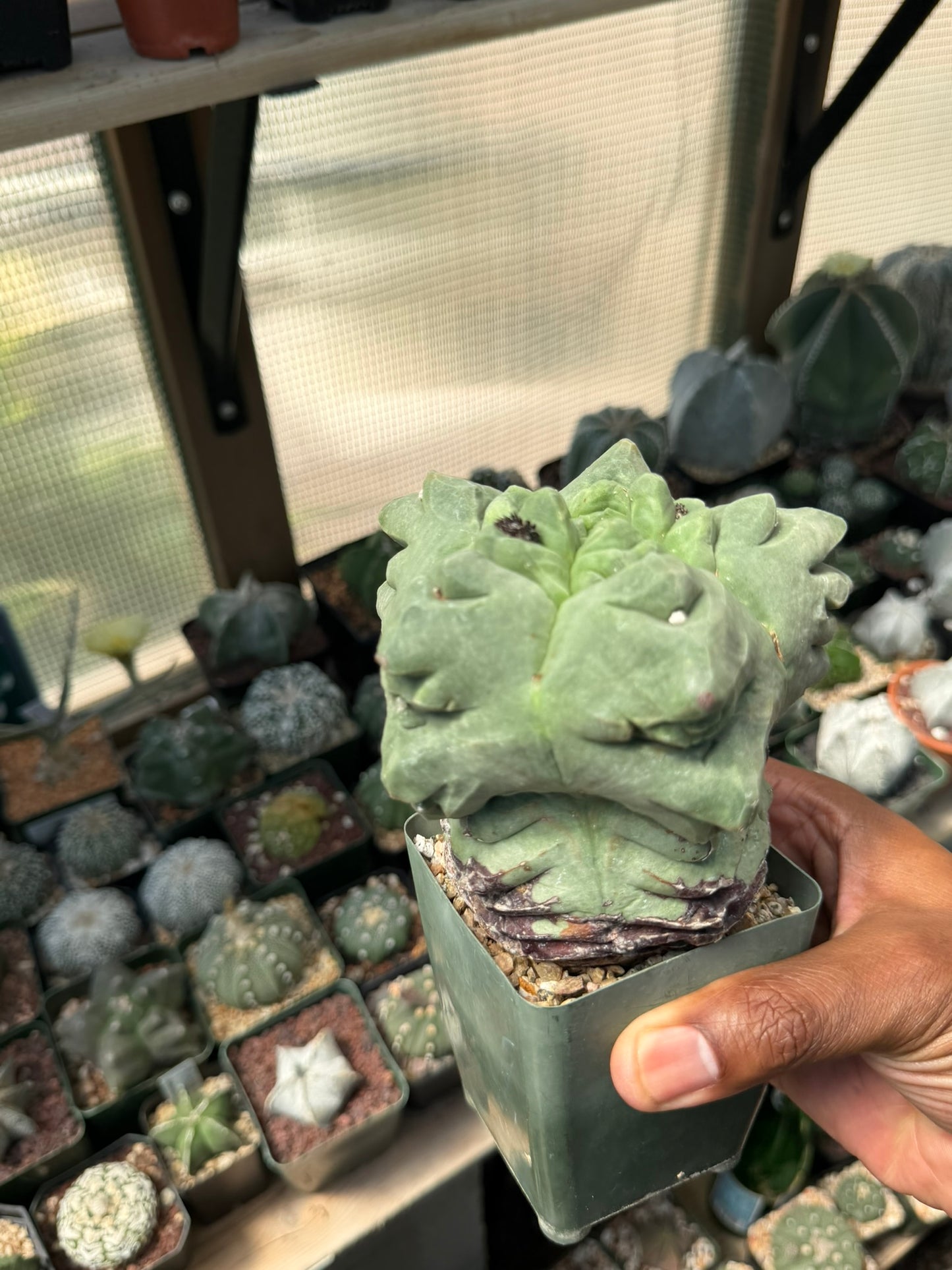 Astrophytum myriostigma Kikko Weirdo!