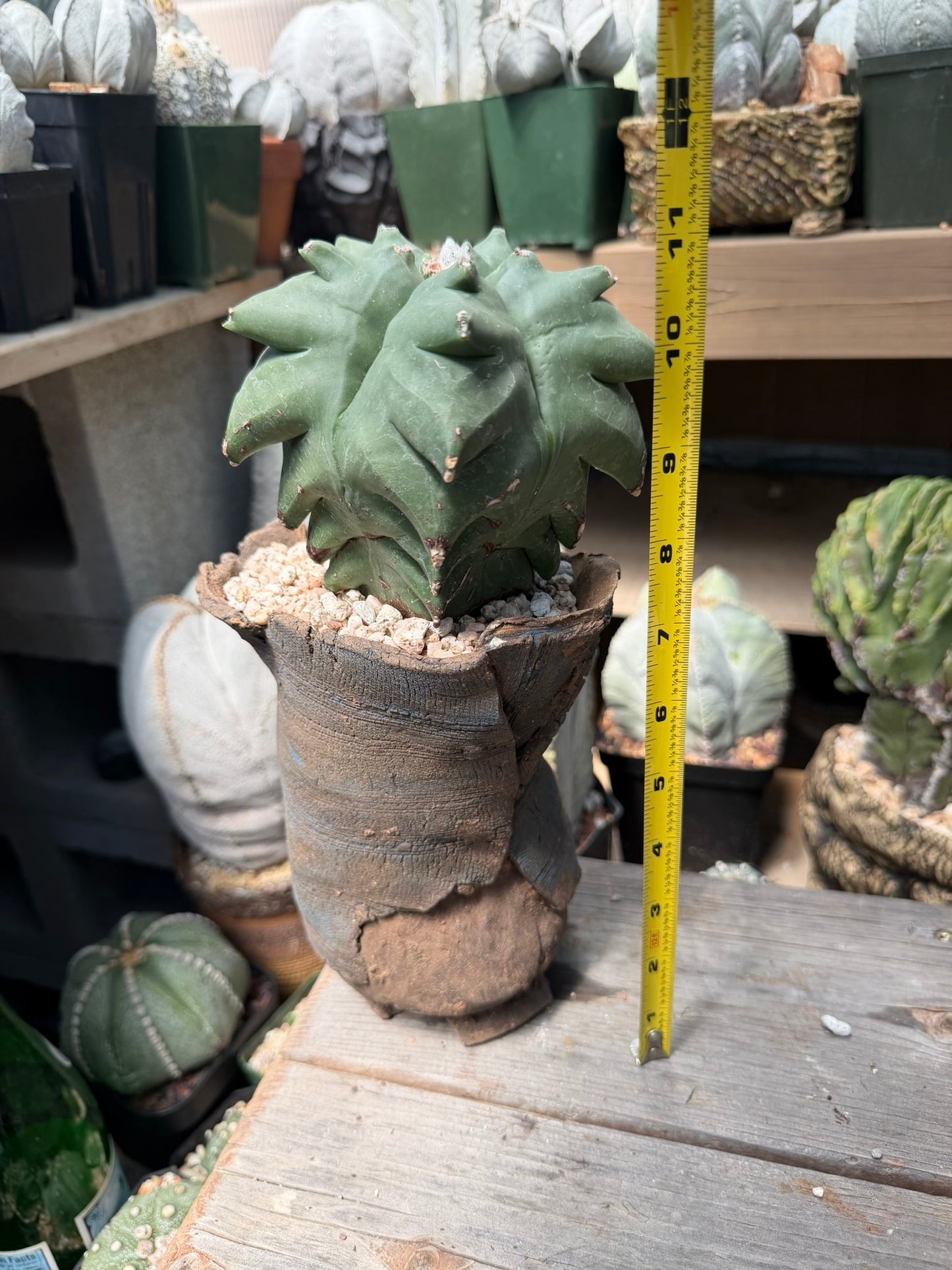 Astrophytum myriostigma Super Kikko