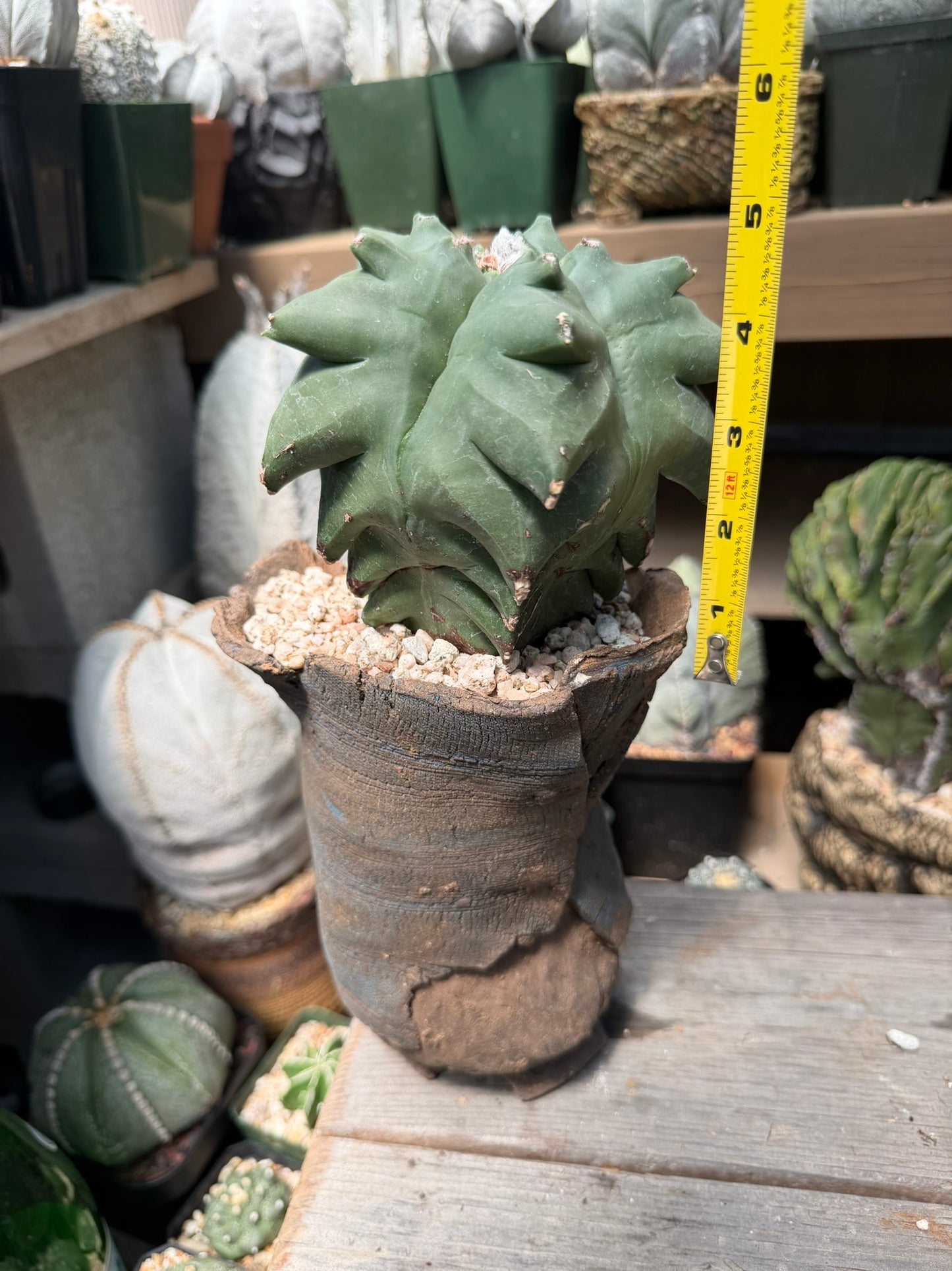 Astrophytum myriostigma Super Kikko