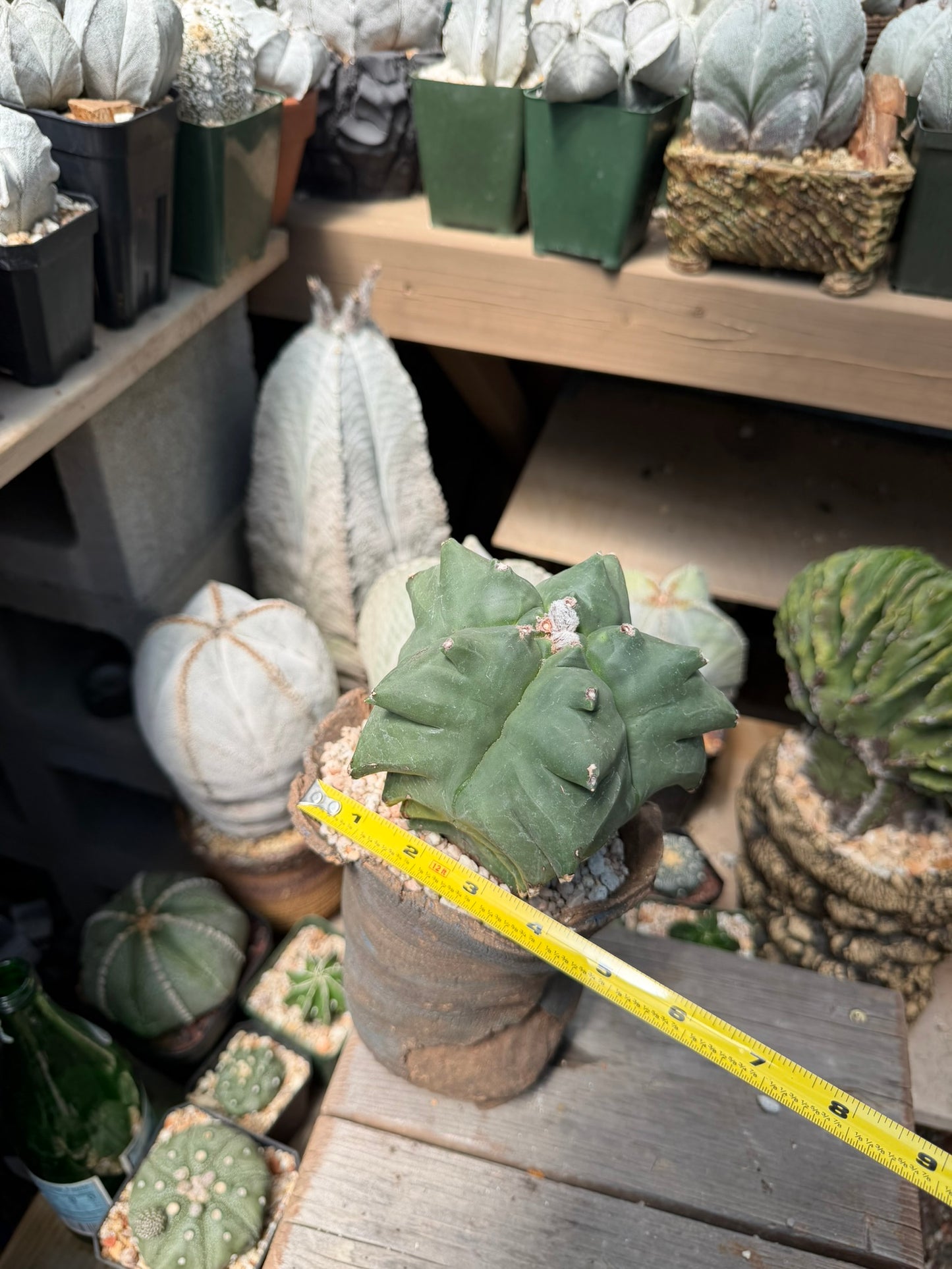 Astrophytum myriostigma Super Kikko