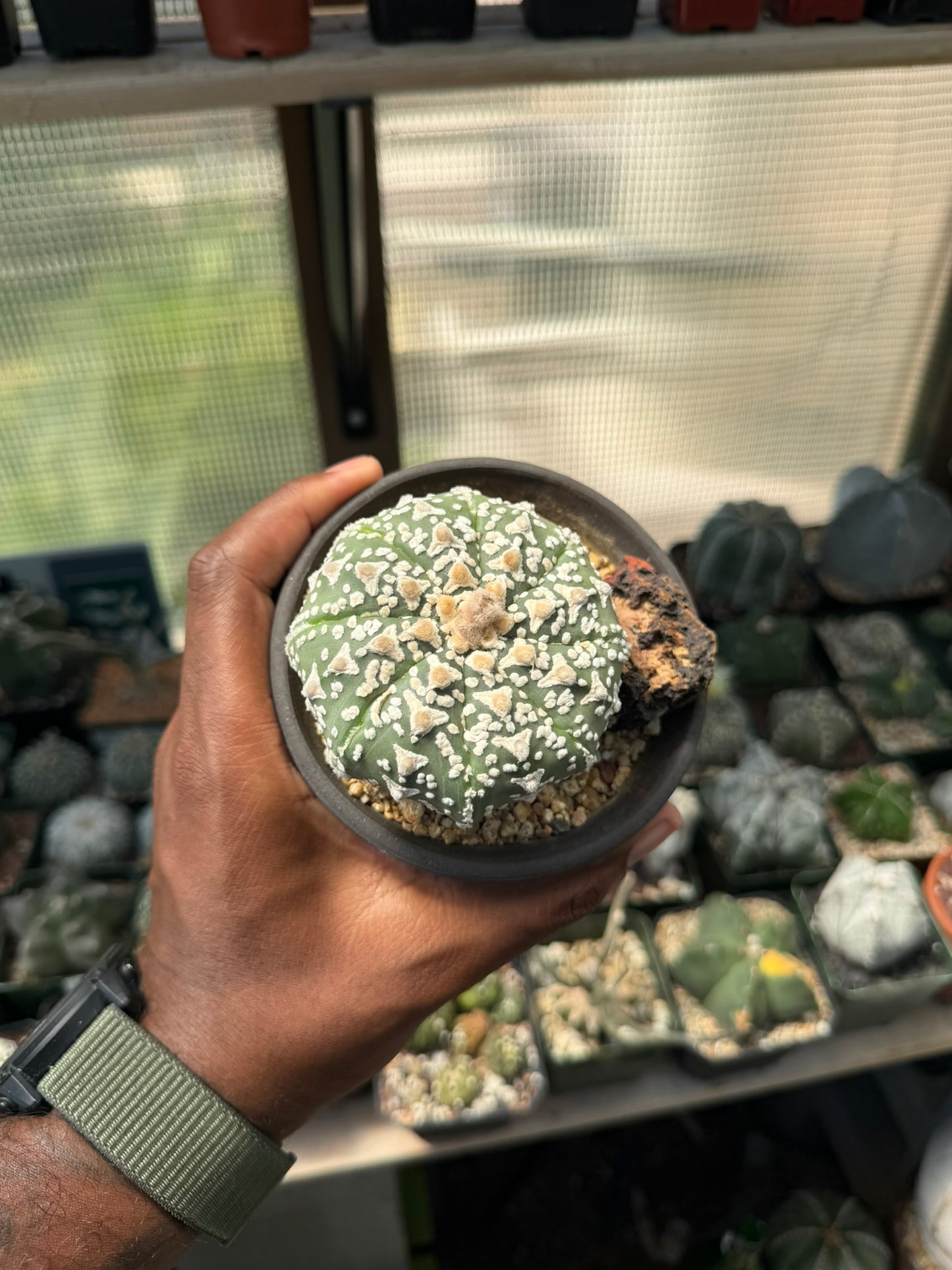 Astrophytum asterias Superkabuto V-Type