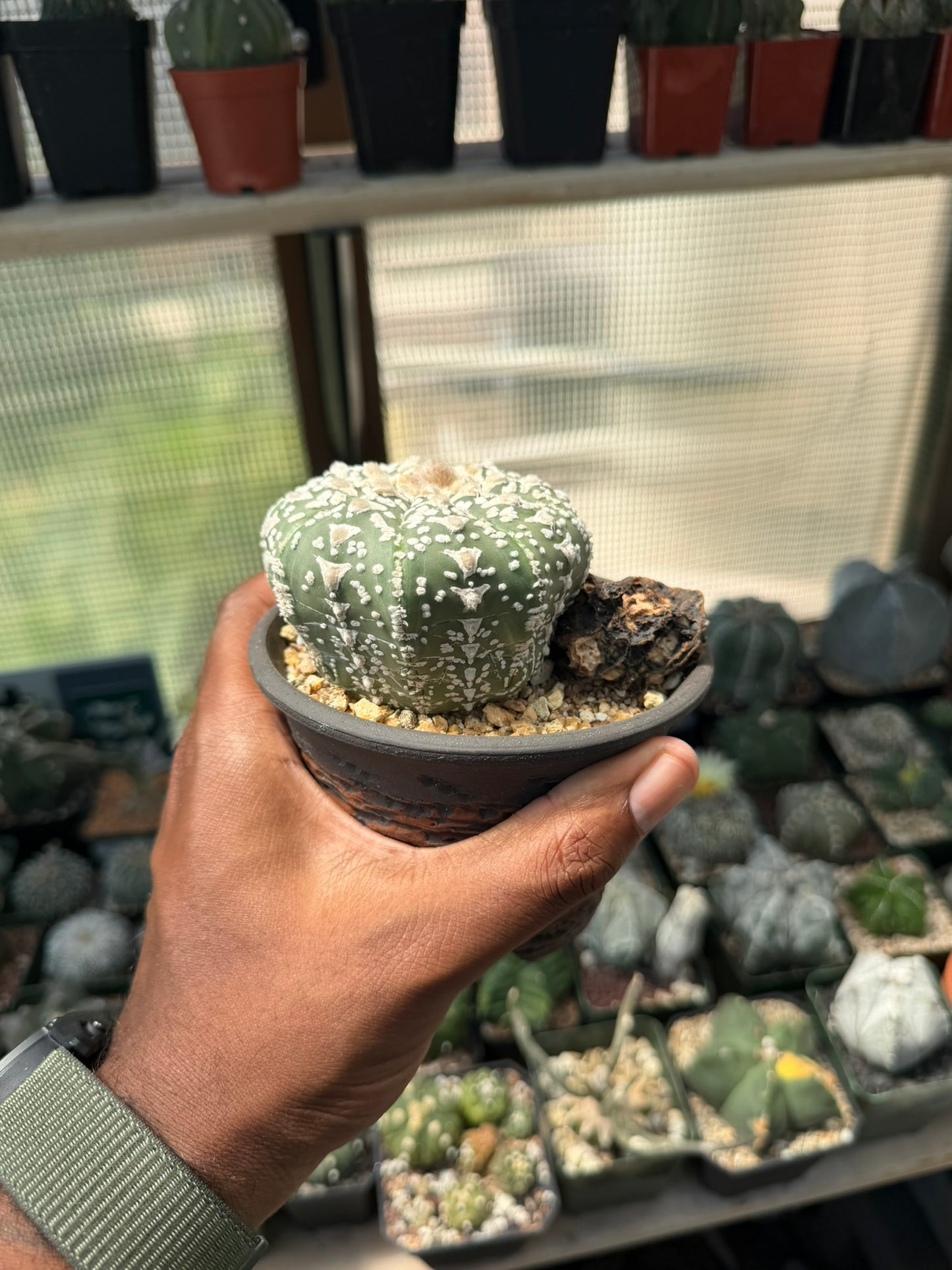 Astrophytum asterias Superkabuto V-Type