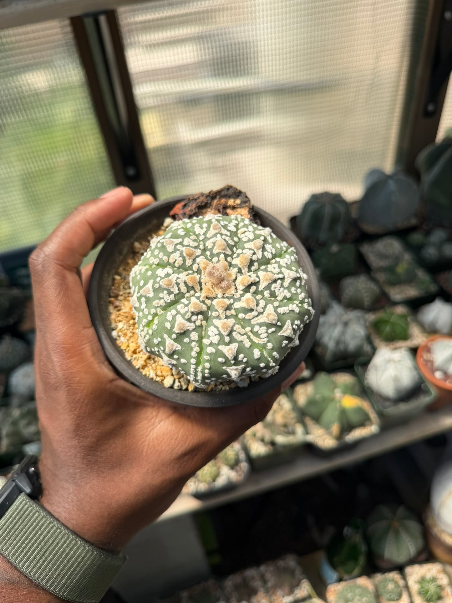 Astrophytum asterias Superkabuto V-Type