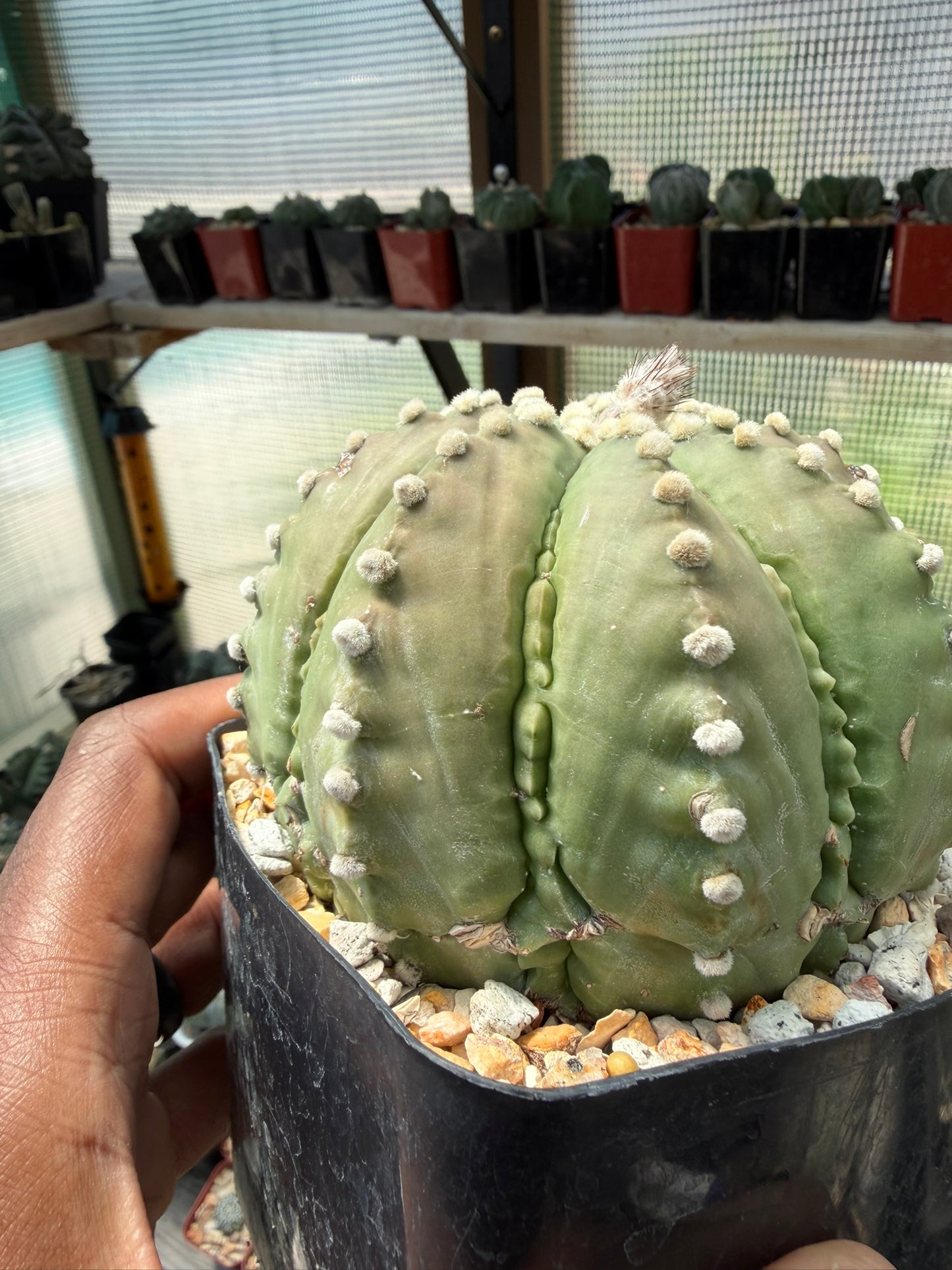 Astrophytum asterias Ooibo Fukuryu