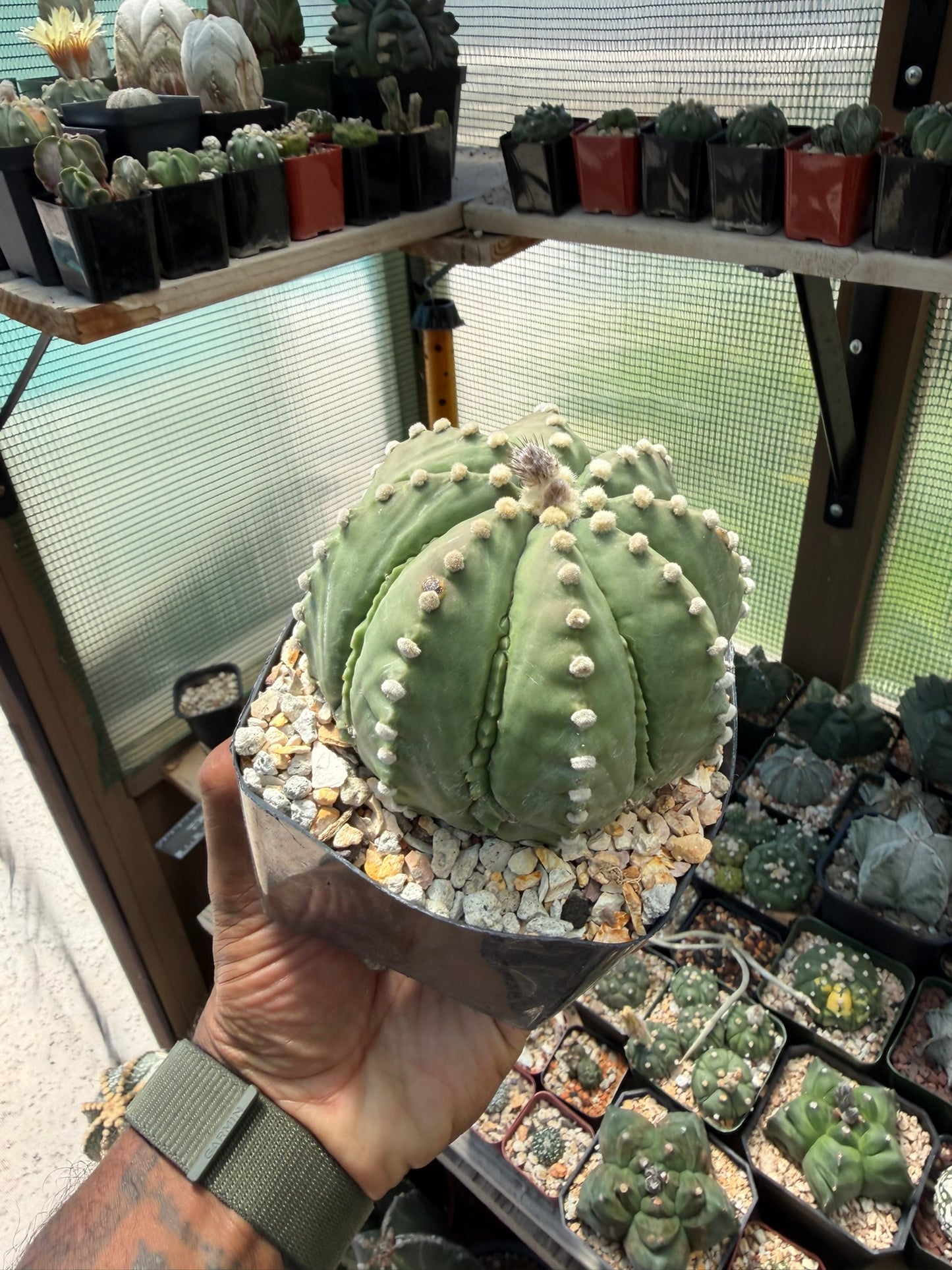 Astrophytum asterias Ooibo Fukuryu