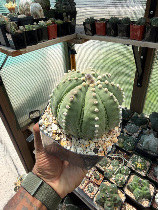 Astrophytum asterias Ooibo Fukuryu