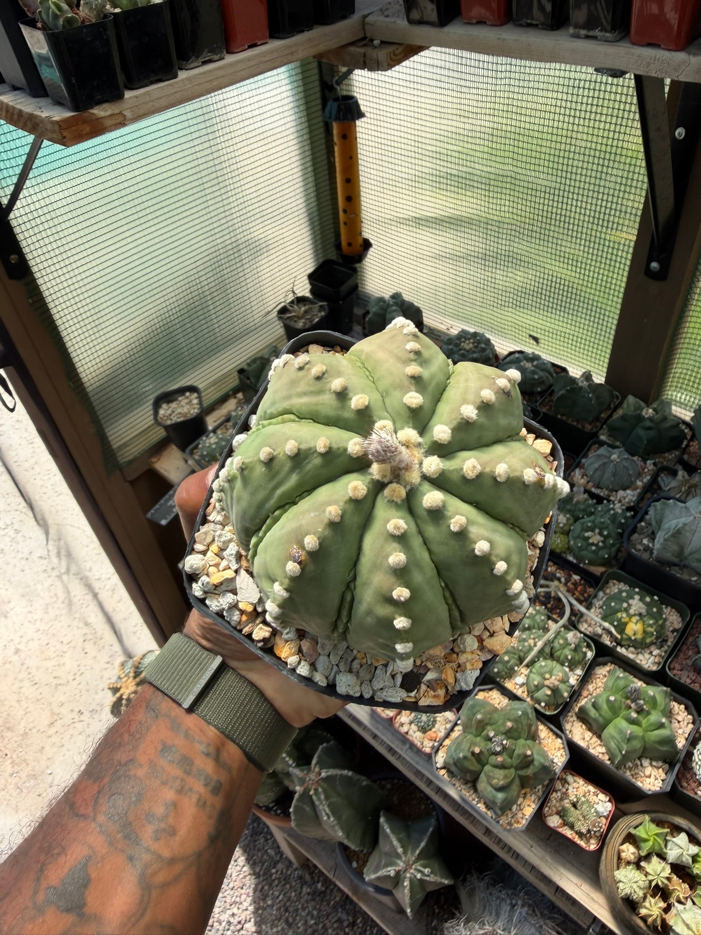 Astrophytum asterias Ooibo Fukuryu