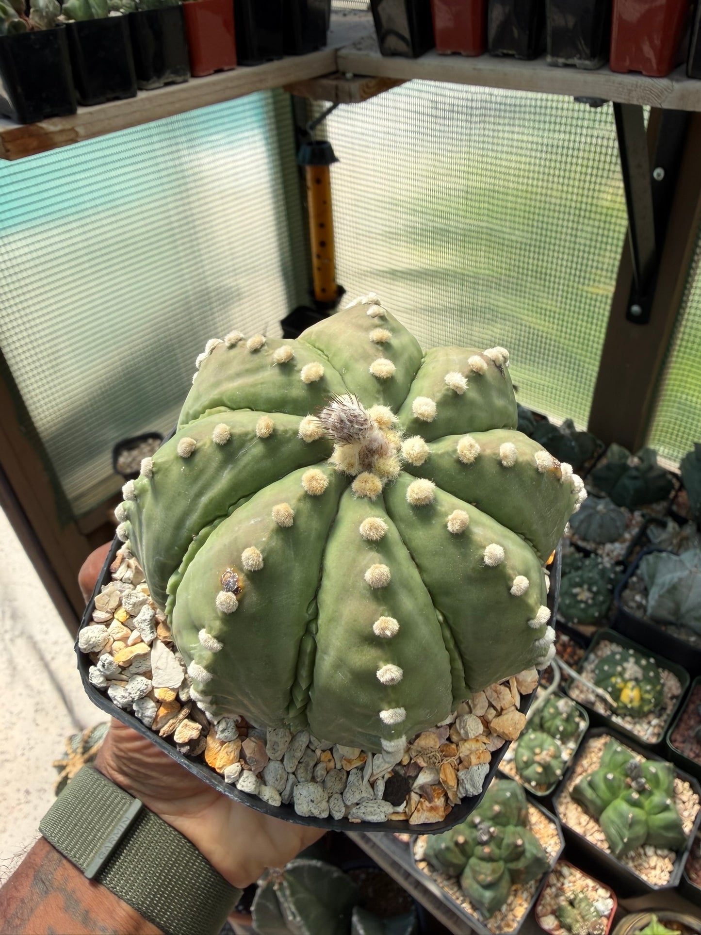 Astrophytum asterias Ooibo Fukuryu