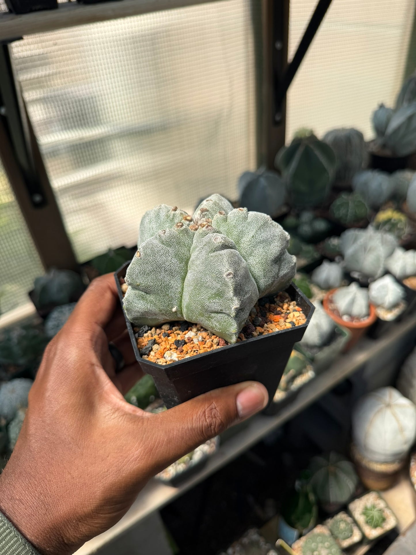 Astrophytum myriostigma Kikko