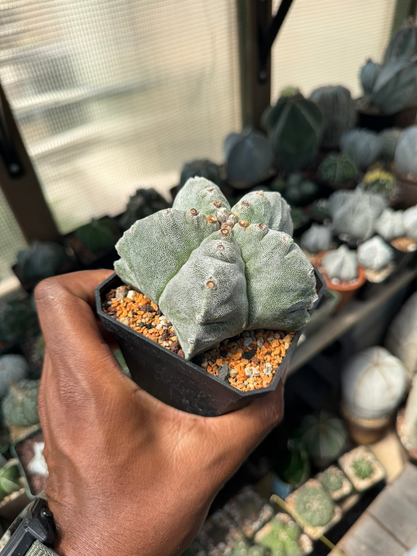 Astrophytum myriostigma Kikko