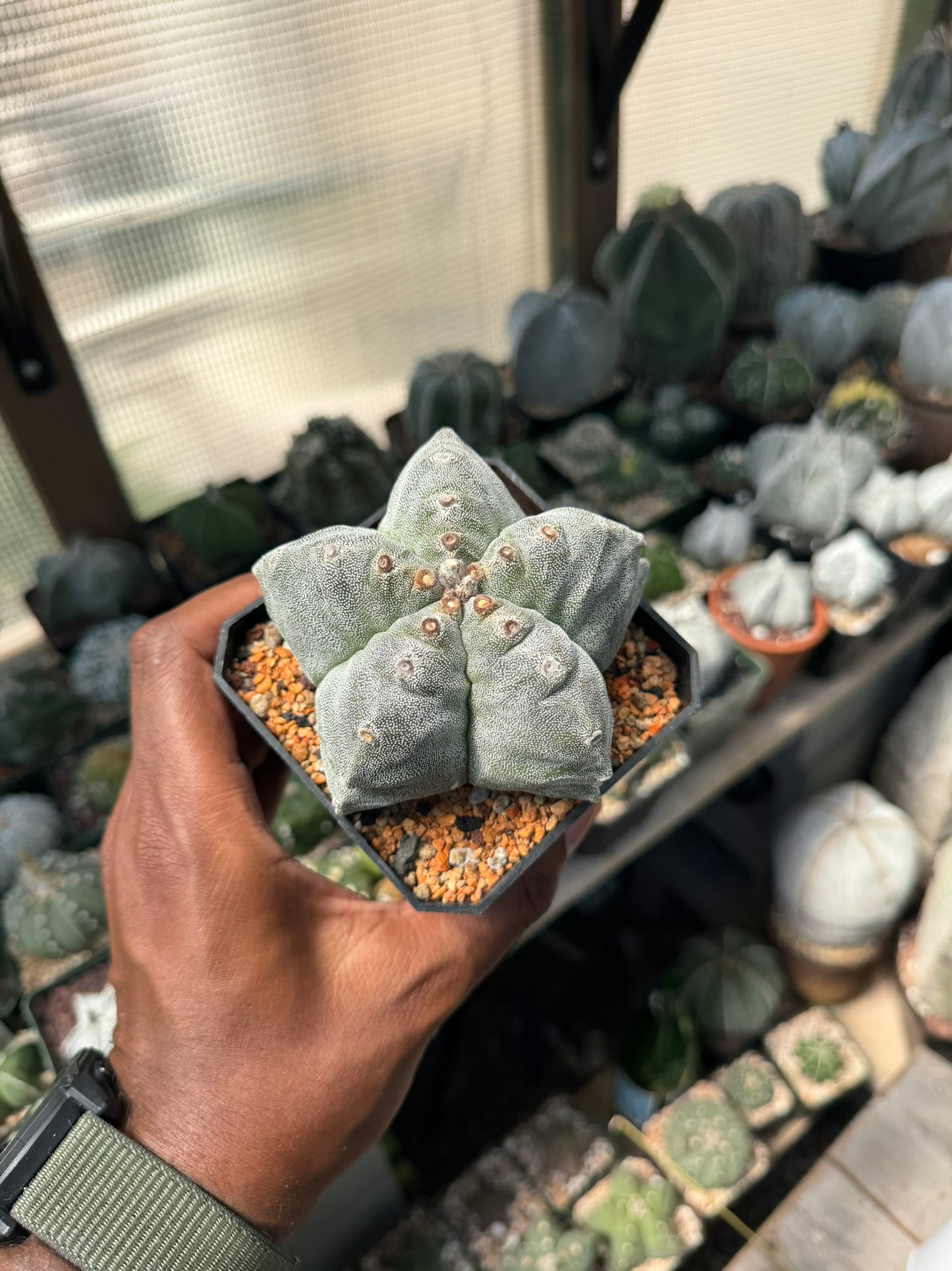 Astrophytum myriostigma Kikko