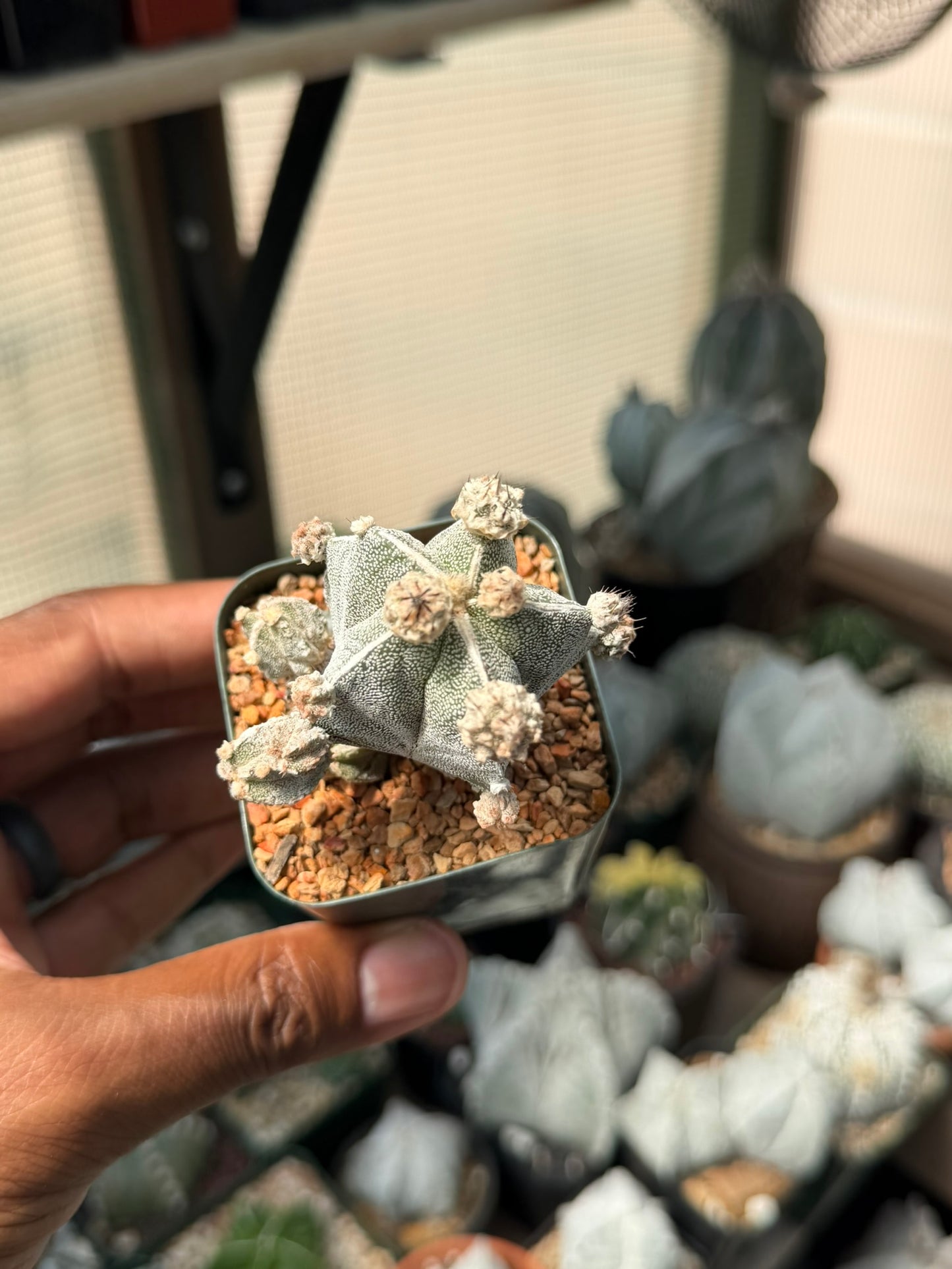 Astrophytum myriostigma prolifera