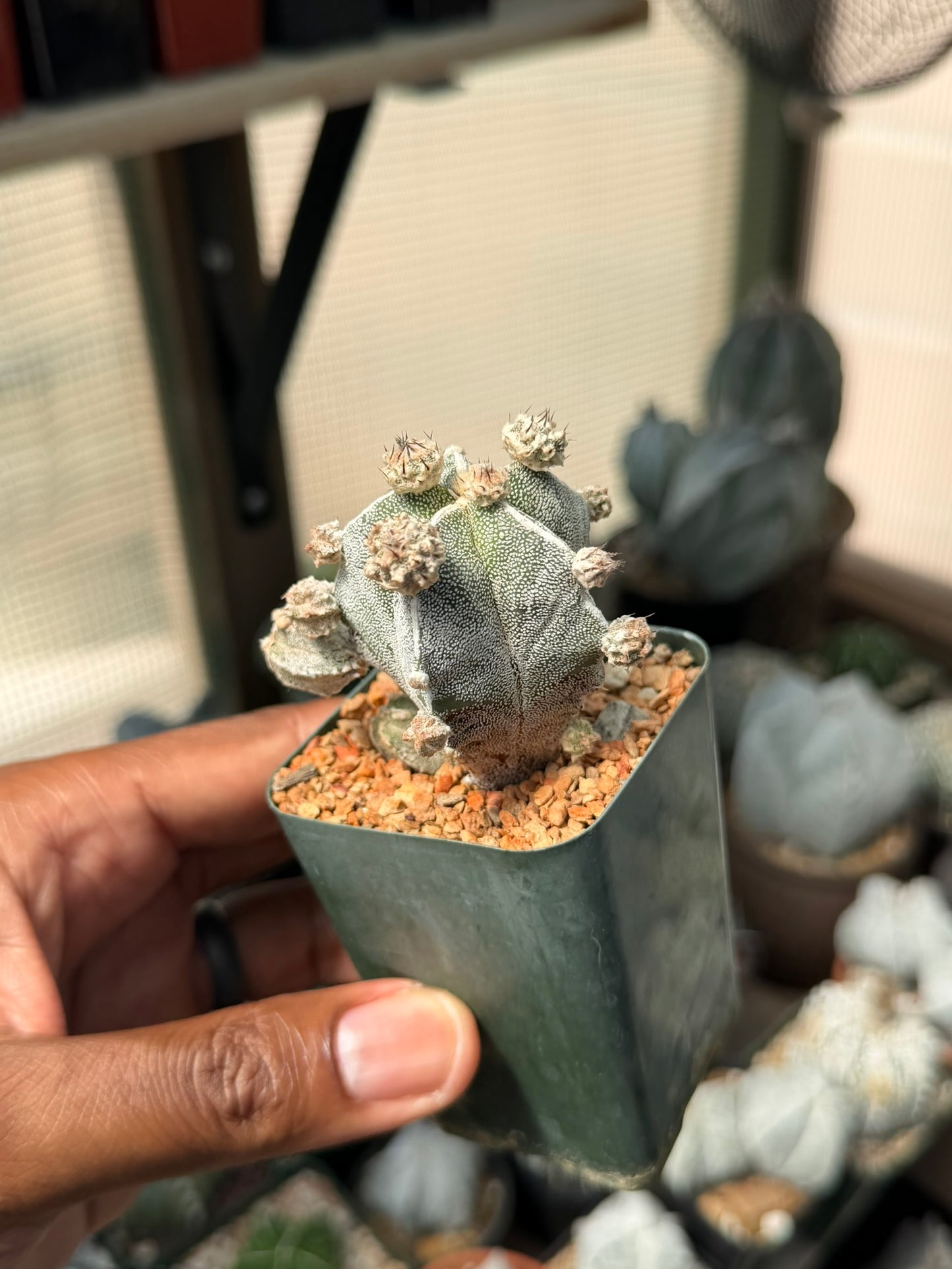 Astrophytum myriostigma prolifera