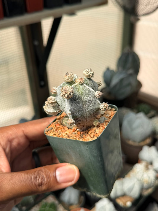Astrophytum myriostigma prolifera