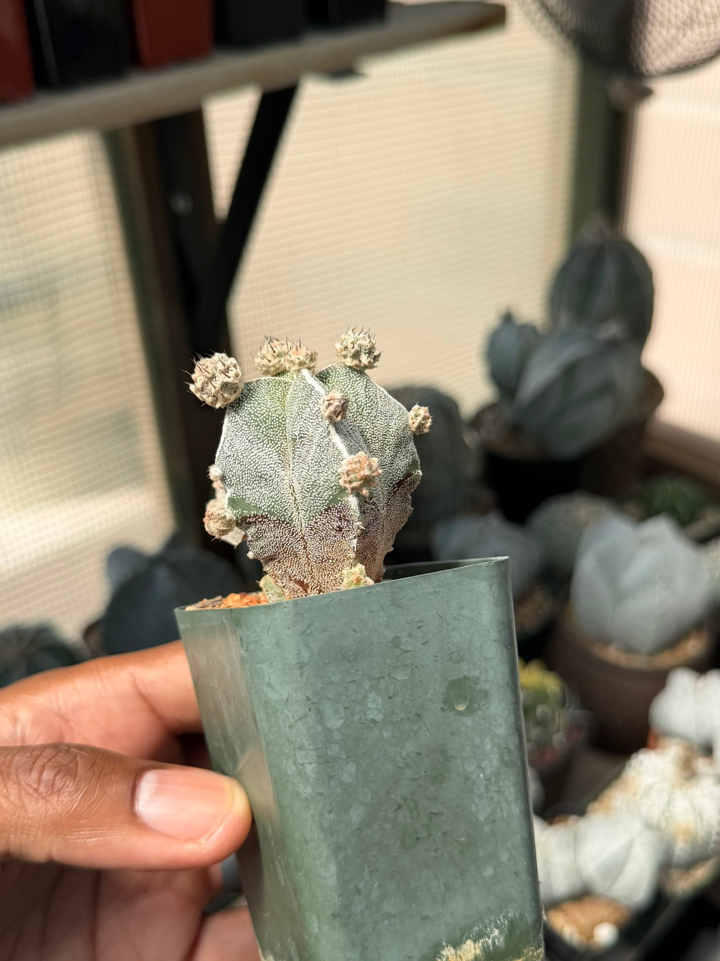 Astrophytum myriostigma prolifera