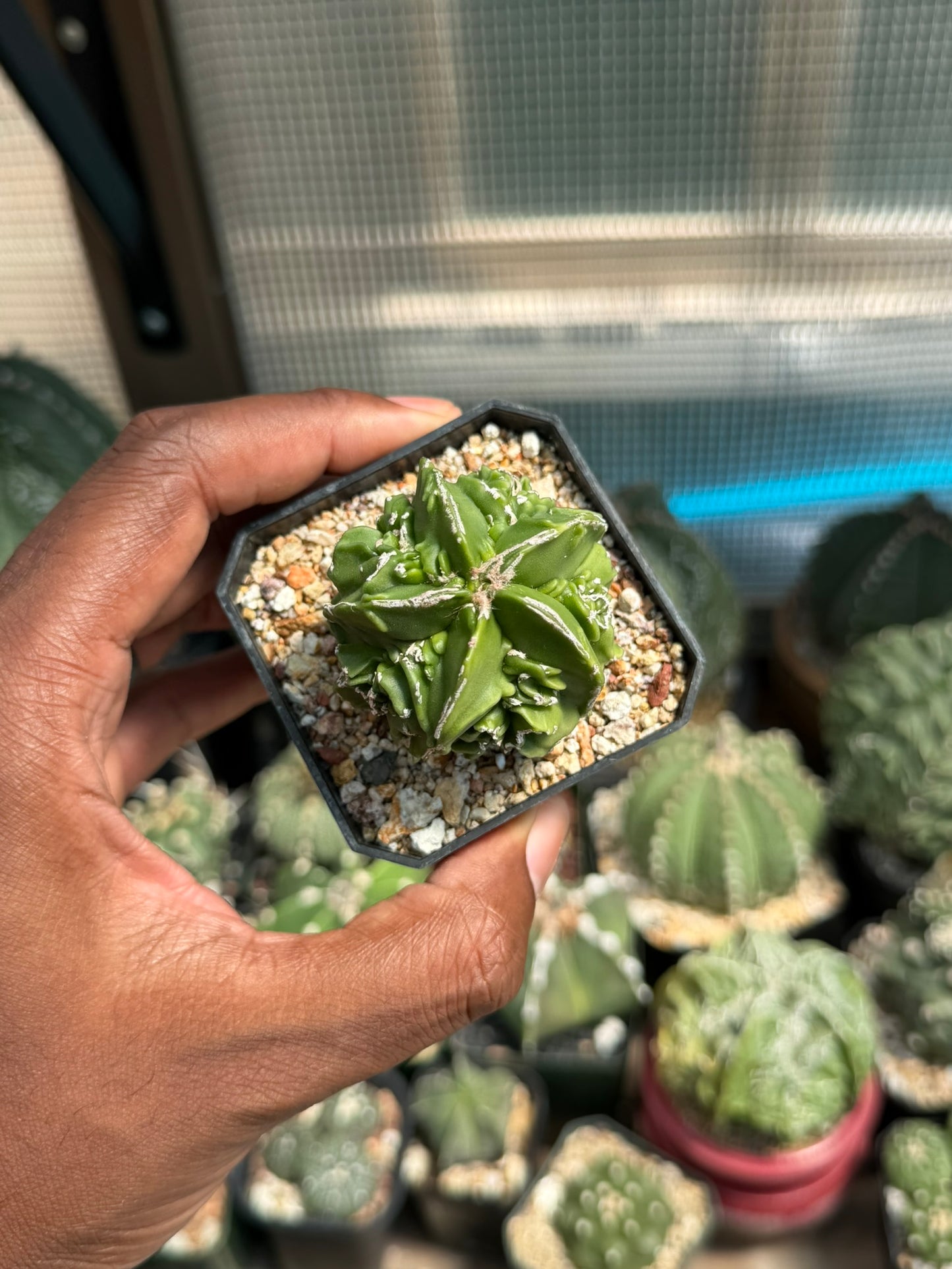Astrophytum myriostigma Fukuryu Hakujo