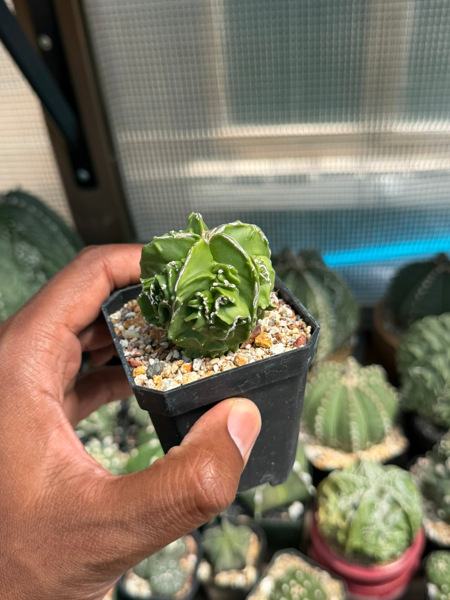 Astrophytum myriostigma Fukuryu Hakujo