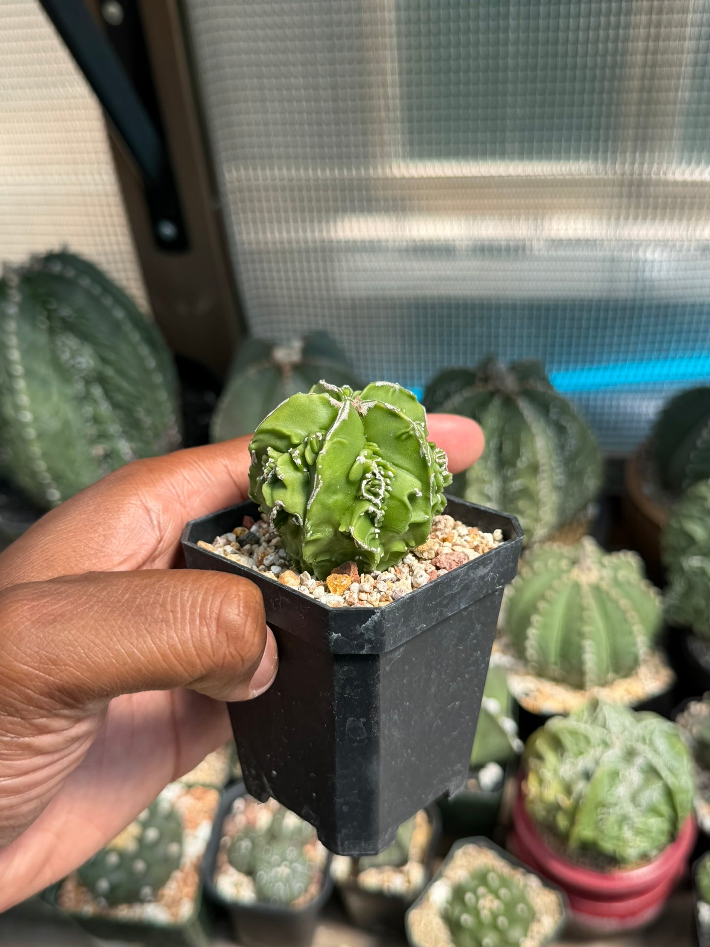 Astrophytum myriostigma Fukuryu Hakujo
