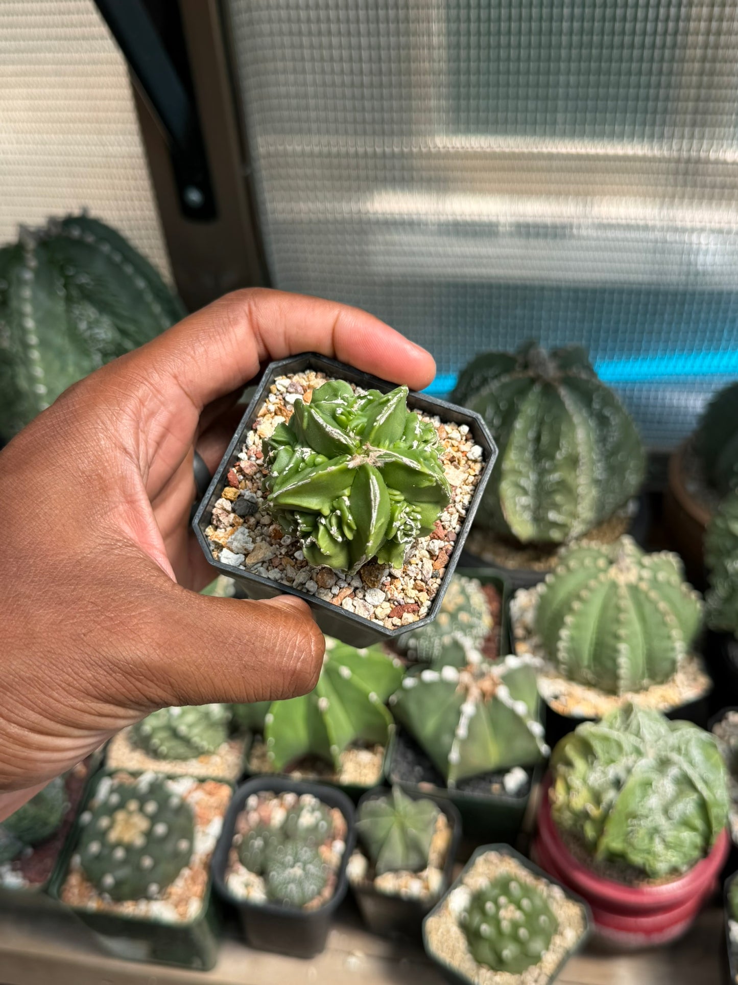 Astrophytum myriostigma Fukuryu Hakujo