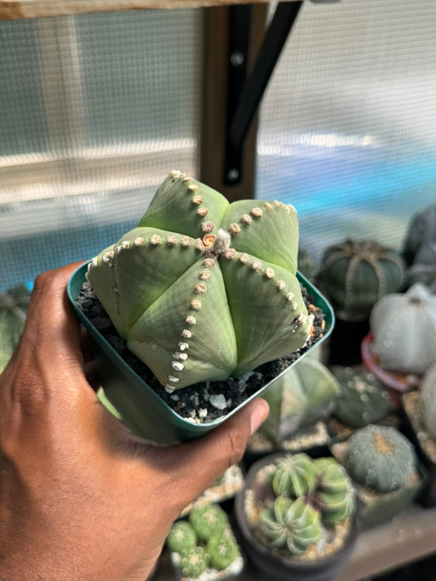 Astrophytum myriostigma nudum