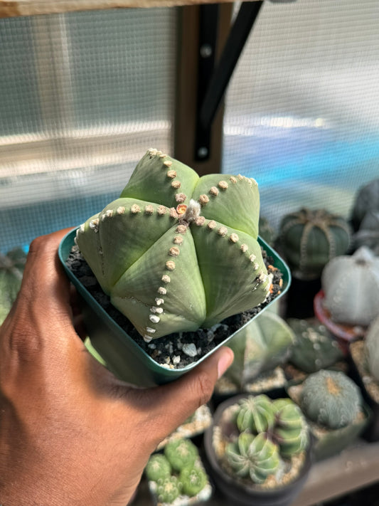 Astrophytum myriostigma nudum